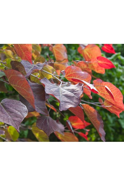 Листя Церциса Форест Пансі від пурпурного до червоного кольору.